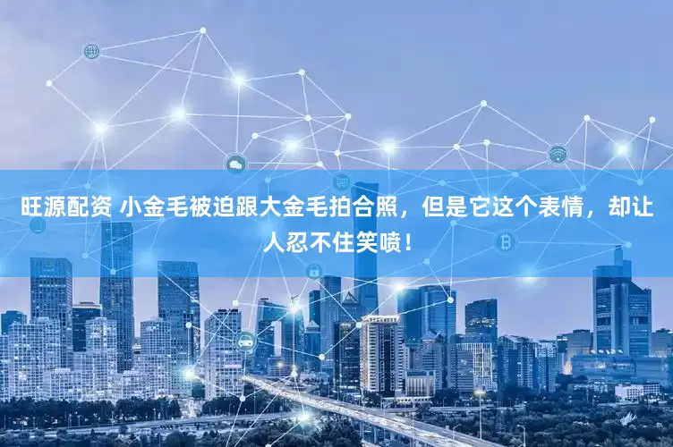旺源配资 小金毛被迫跟大金毛拍合照，但是它这个表情，却让人忍不住笑喷！